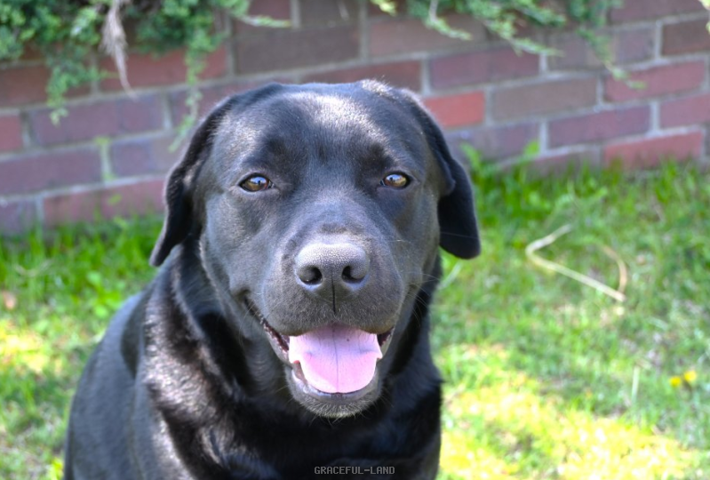 ローズ(英国血統) ローズ(英国血統)